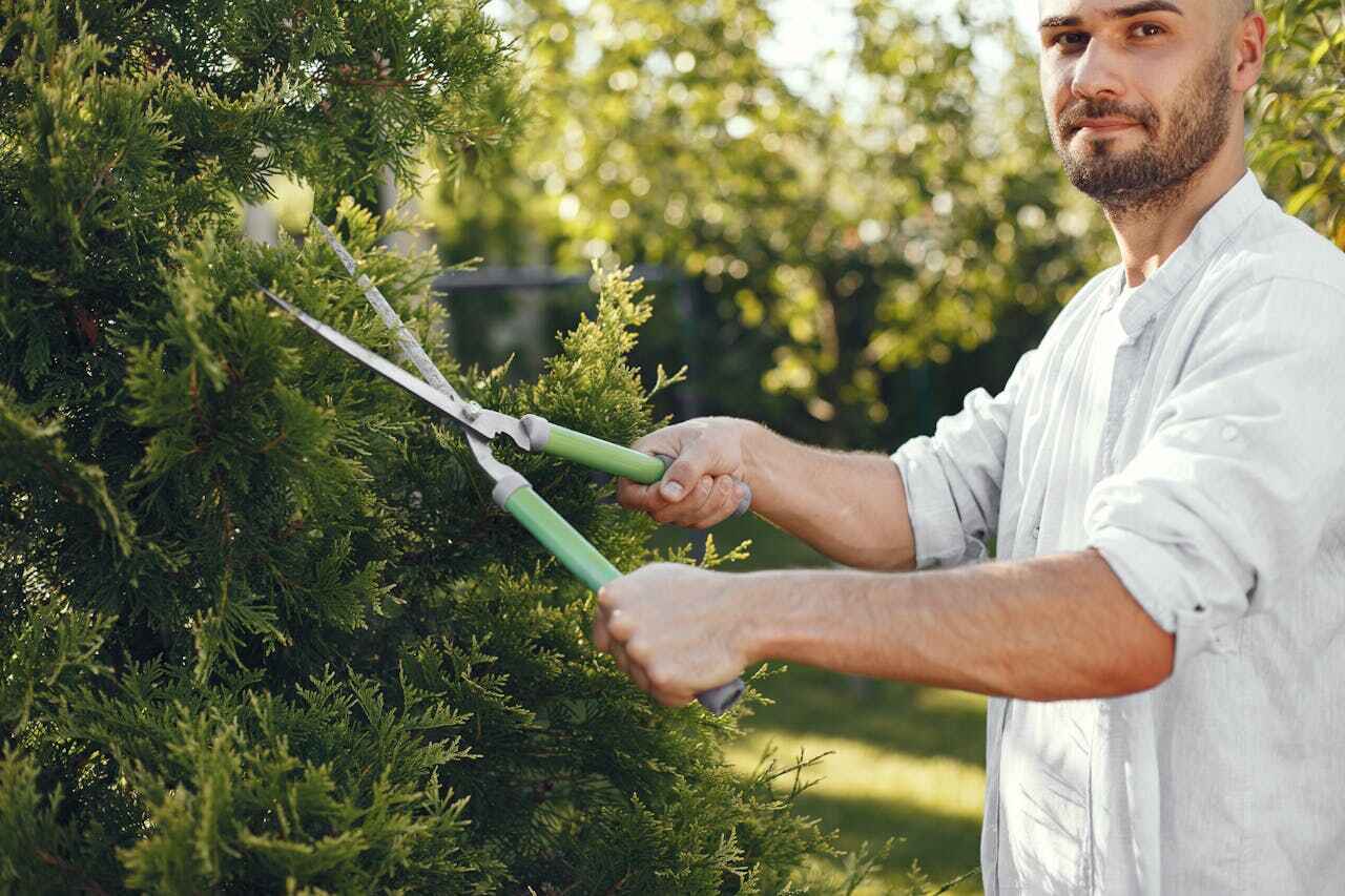 Dead Tree Removal in West Lake Hills, TX